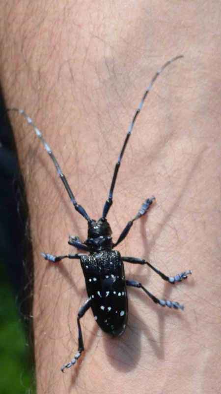 Drakula’nın verdiği zarardan ötürü 4 bin hektardan fazla alanda fındık sökümü yapıldı