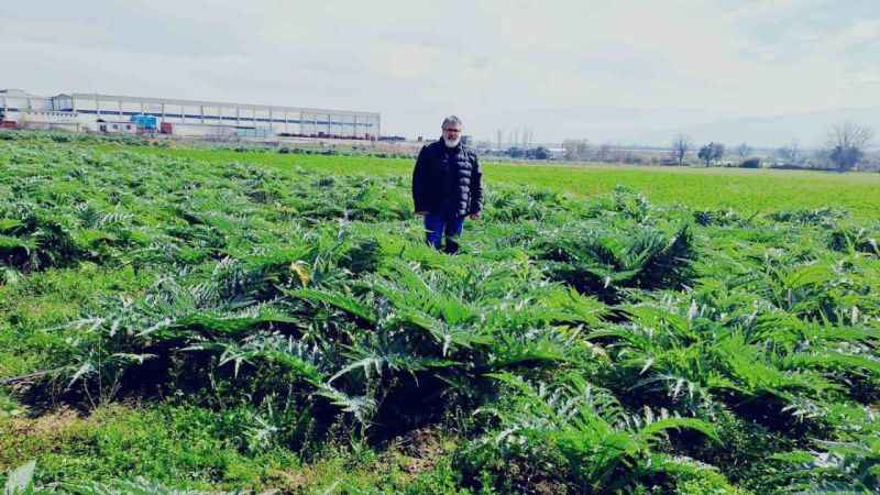 Enginarın sırrını çözmek için araştırma tarlası oluşturdu