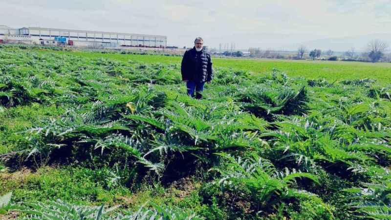 Enginarın sırrını çözmek için araştırma tarlası oluşturdu