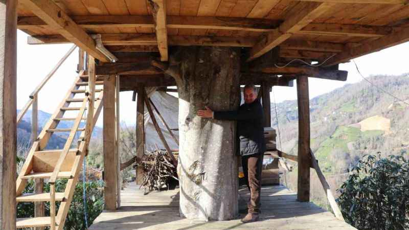 150 yıllık ağacın gövdesine 2+1 ev yaptı