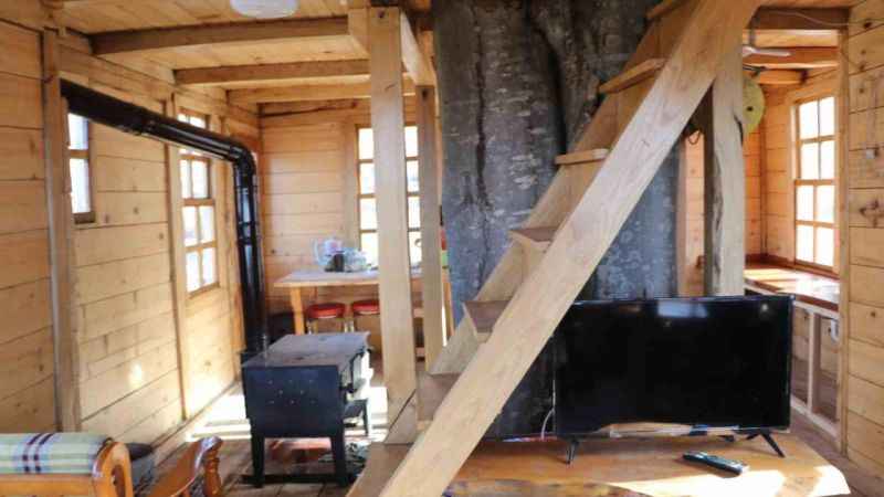 150 yıllık ağacın gövdesine 2+1 ev yaptı