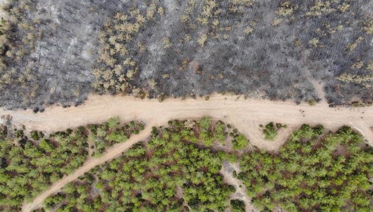 Yangın emniyet şeritleri binlerce hektar alanı kül olmaktan kurtarıyor