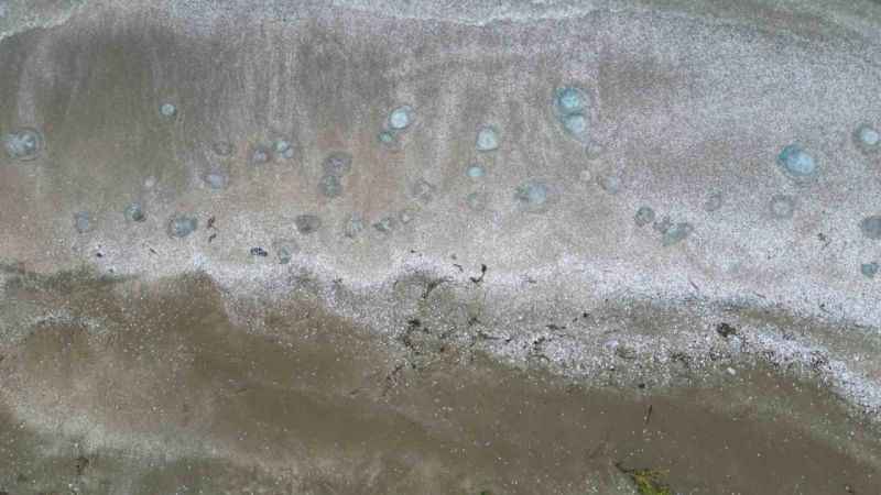  Burnaz sahili de denizanalarıyla kaplandı