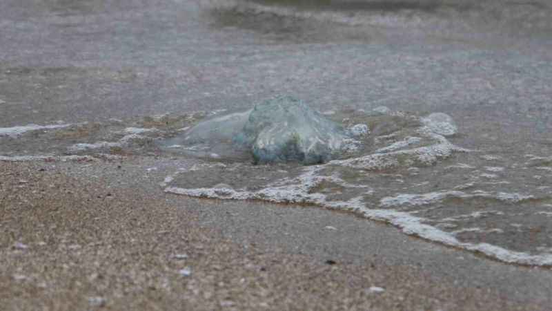  Burnaz sahili de denizanalarıyla kaplandı