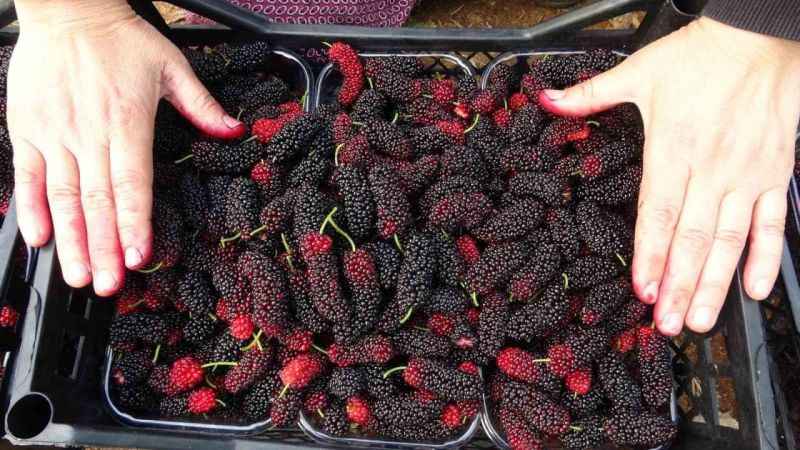 Karadutun kilosu 80 TL fakat üreticisinin yüzünü güldürmüyor