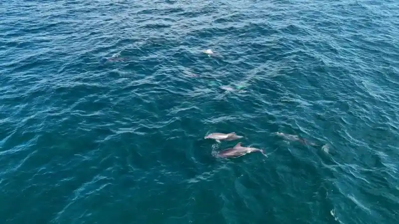 İstanbul’da yunus akını havadan görüntülendi