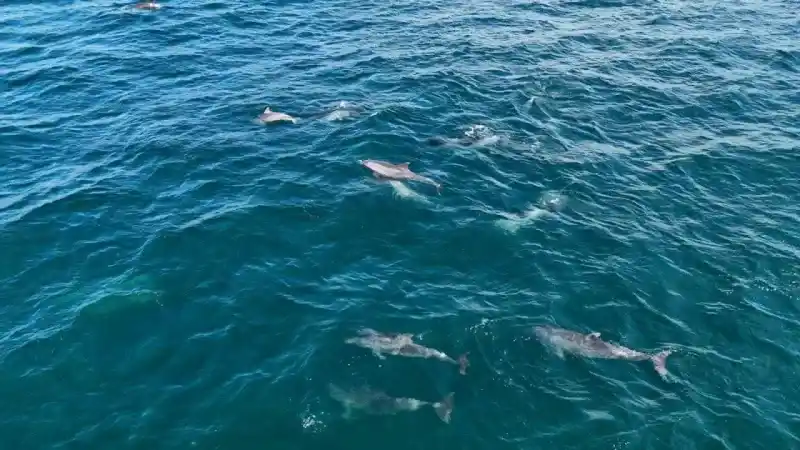 İstanbul’da yunus akını havadan görüntülendi