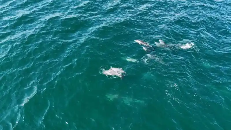 İstanbul’da yunus akını havadan görüntülendi