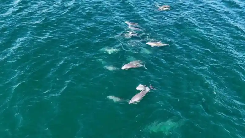 İstanbul’da yunus akını havadan görüntülendi