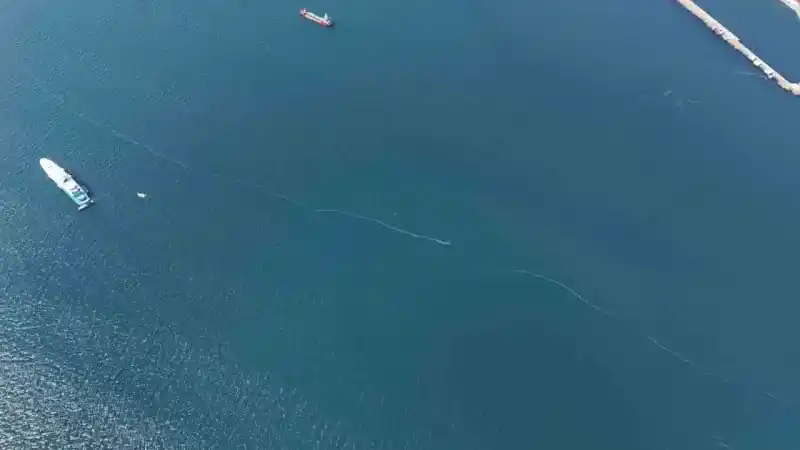 Kilometrelerce uzunlukta denizanası istilası