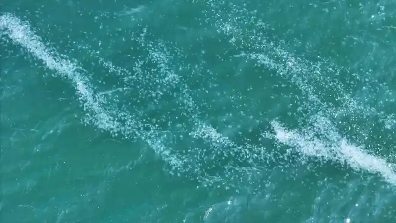 Kilometrelerce uzunlukta denizanası istilası