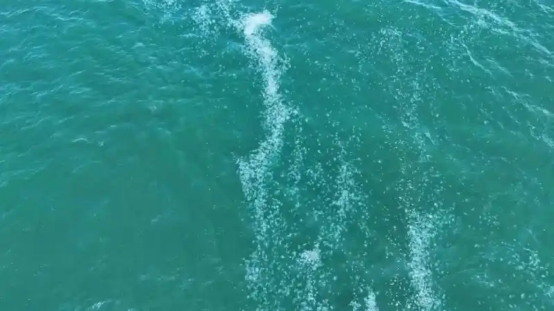 Kilometrelerce uzunlukta denizanası istilası