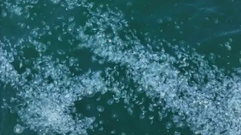 Kilometrelerce uzunlukta denizanası istilası