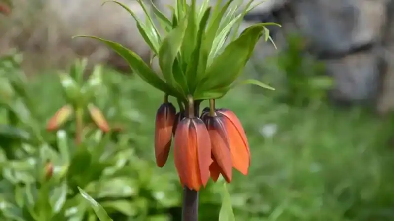 Bu çiçeği koparmanın cezası 75 bin lira