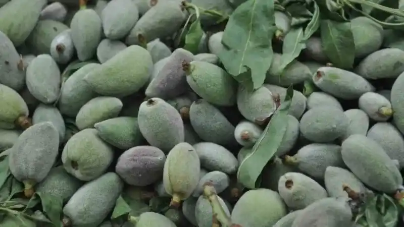 Badem kilosu 200 liradan tezgahlarda