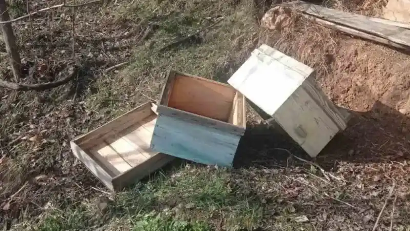 Artvin’de kış uykusundan uyanan ayılar yayla evlerini talan etti