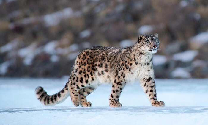 Çin’deki kar leoparlarının sayısı 1200’e ulaştı