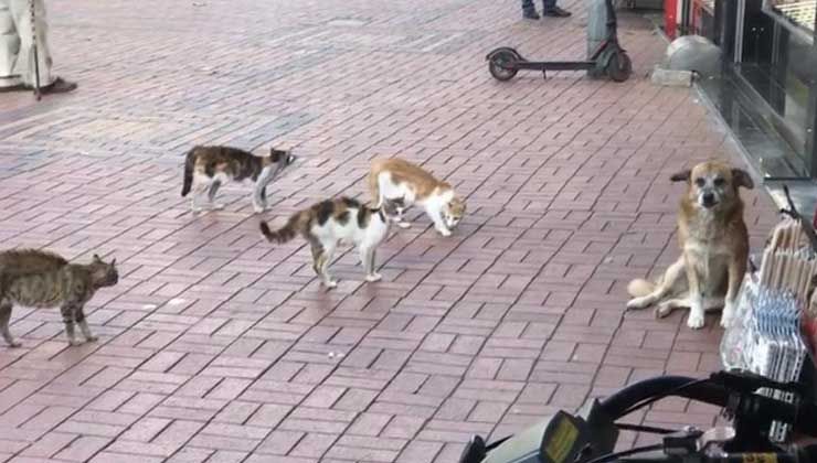 Kedilerin köşeye sıkıştırdığı köpek soluğu esnafın yanında aldı