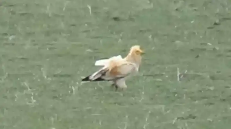 Nesli tükenme tehlikesi altındaki akbaba Kars’ta görüntülendi