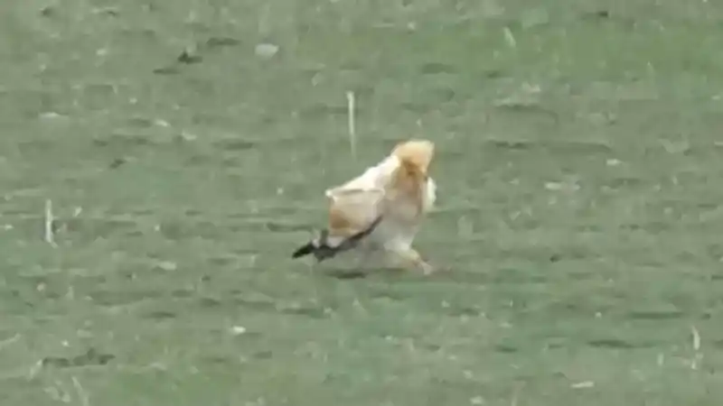 Nesli tükenme tehlikesi altındaki akbaba Kars’ta görüntülendi