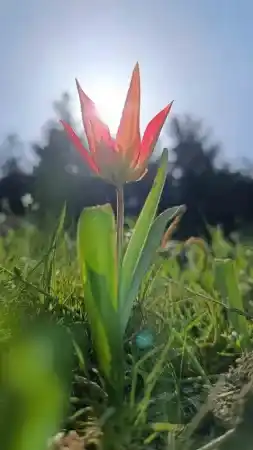 Yılda bir kez açan bu laleleri koparmanın cezası 387 bin lira