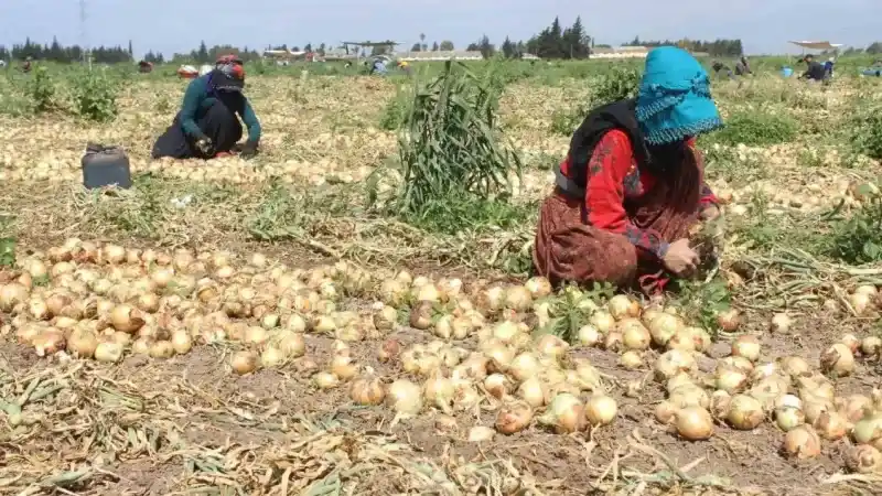 Amik Ovası’nda sıcak havada zorlu hasat: Soğan tarlada 17 TL’den alıcı buluyor