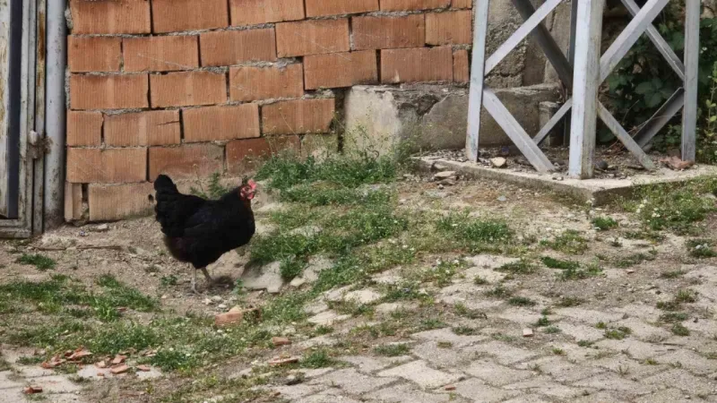 Tokat’ta kene istilası: “Her yerde kene var. Bu sene tutmadı ama tutmayacak diye bir kural yok”