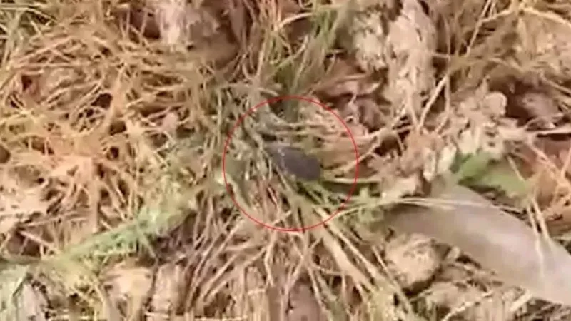 Tokat’ta kene istilası: “Her yerde kene var. Bu sene tutmadı ama tutmayacak diye bir kural yok”