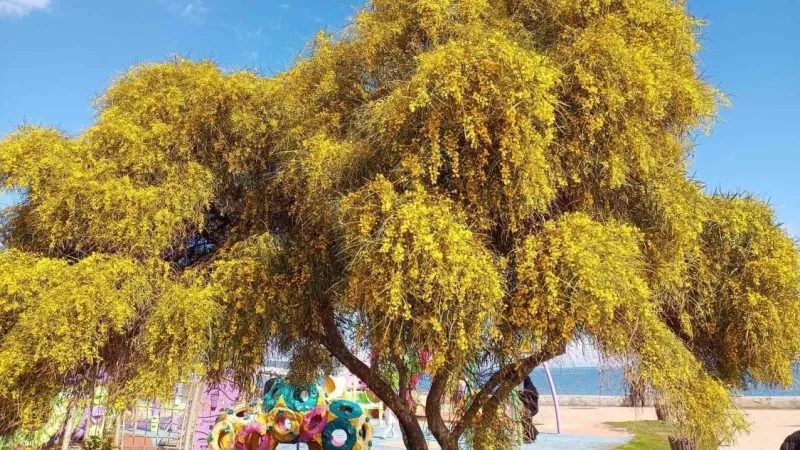 ’Polen alerjisi’ uyarısı: Sabah ve öğlen saatlerine dikkat