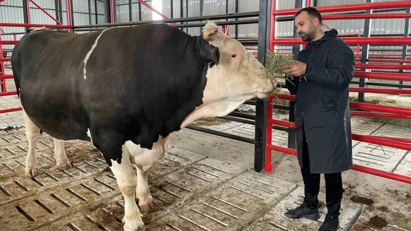 Bu tosunun fiyatı da ağırlığı da bir otomobil kadar: Tam 1,6 ton