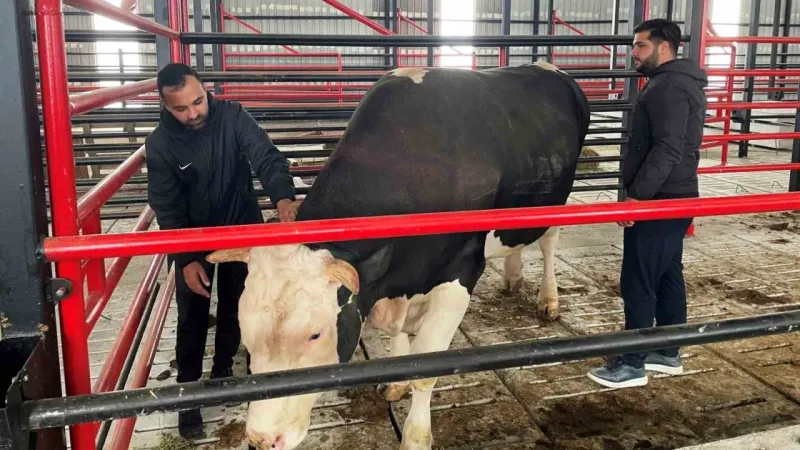 Bu tosunun fiyatı da ağırlığı da bir otomobil kadar: Tam 1,6 ton