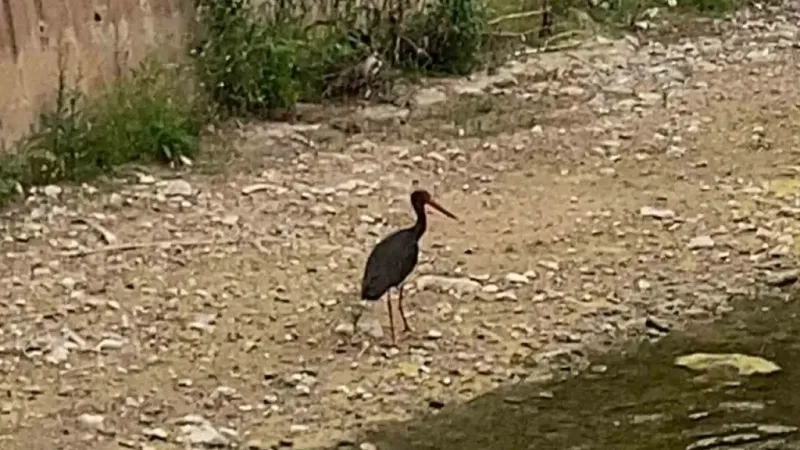 Çankırı’da kara leylek görüntülendi