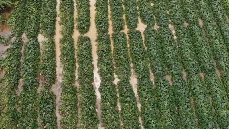 Şiddetli yağmurun etkili olduğu Hatay’da tarım arazileri sular altında kaldı