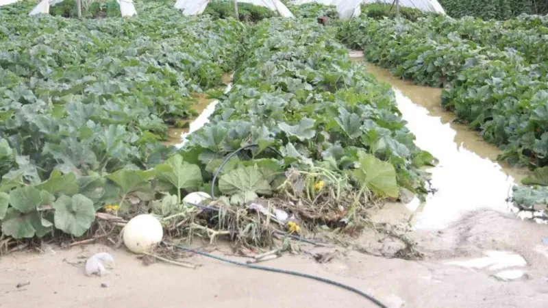 Şiddetli yağmurun etkili olduğu Hatay’da tarım arazileri sular altında kaldı