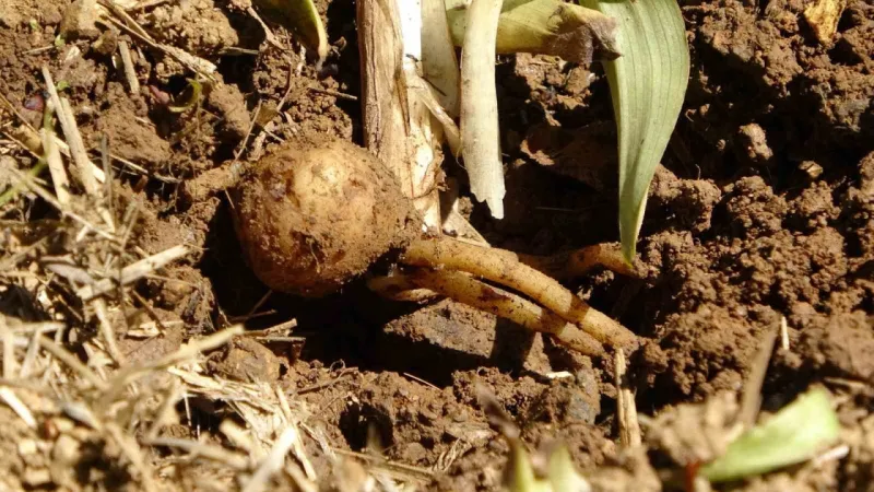 Fındığa ve çaya alternatif oldu: Kilosu 1500 TL’den satılıyor