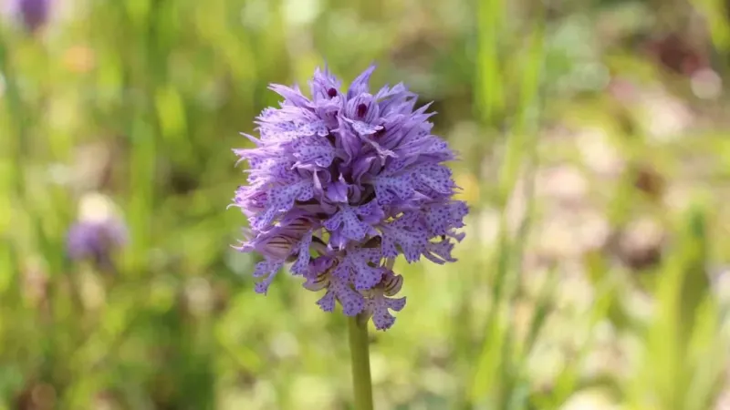 Fındığa ve çaya alternatif oldu: Kilosu 1500 TL’den satılıyor