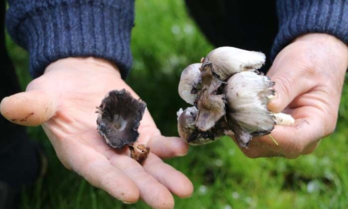 Mantardan zehirlenen 1 kişi öldü, 2 kişinin yoğun bakımda tedavisi devam ediyor