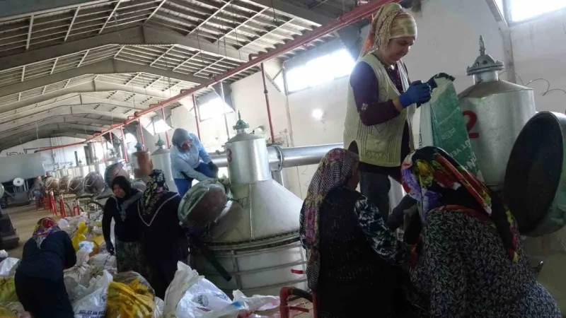 4 tondan sadece 1 litre çıkıyor, litresi 400 bin TL’yi buluyor