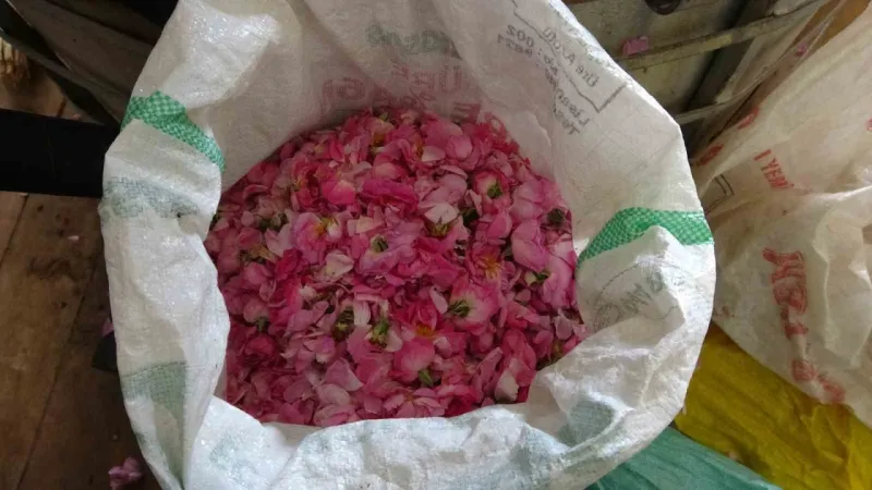 4 tondan sadece 1 litre çıkıyor, litresi 400 bin TL’yi buluyor