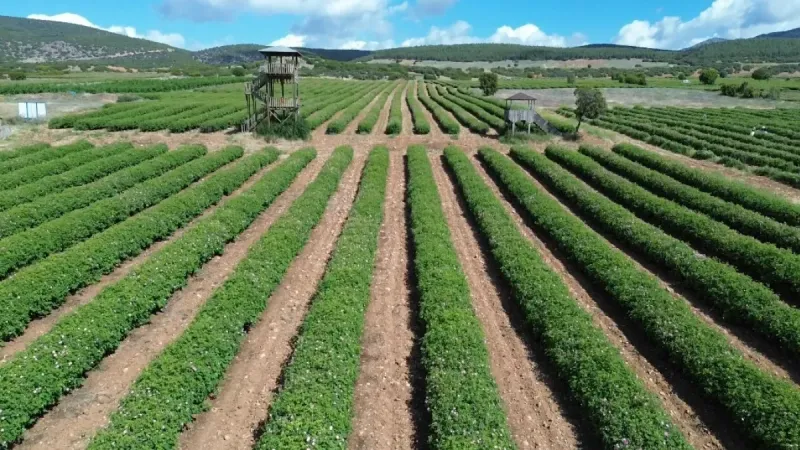 4 tondan sadece 1 litre çıkıyor, litresi 400 bin TL’yi buluyor