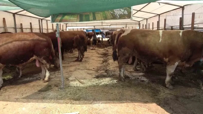 ’Sultanbeyli Belediyesi Kurban Alanı’ hizmete hazır