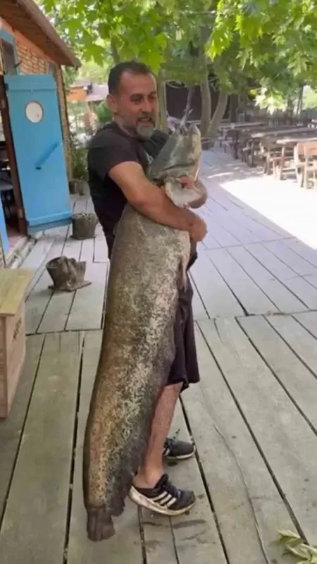 Amatör balıkçı 52 kiloluk yayın balığı yakaladı