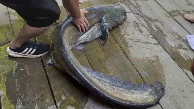 Amatör balıkçı 52 kiloluk yayın balığı yakaladı