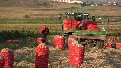 Amasya’da 'kırmızı altın' hasadı: Soğan tarlada 4 lira