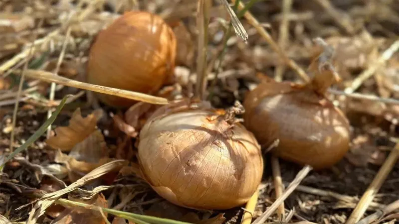 Satamadığı soğanı hayrına dağıttı, yüzlerce kişi tarlaya akın etti