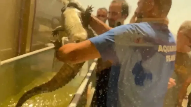 İstanbul’da kazaklı timsah operasyonu: Timsahı tasma takıp gezdirdi