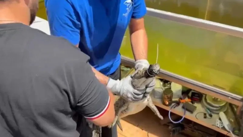 İstanbul’da kazaklı timsah operasyonu: Timsahı tasma takıp gezdirdi