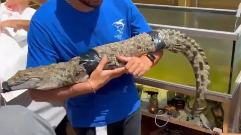 İstanbul’da kazaklı timsah operasyonu: Timsahı tasma takıp gezdirdi