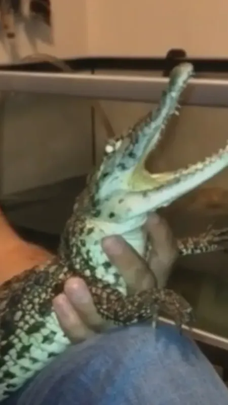 İstanbul’da kazaklı timsah operasyonu: Timsahı tasma takıp gezdirdi