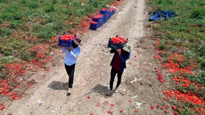 Domateste 100 bin ton rekolte bekleniyor Domateste 100 bin ton rekolte bekleniyor